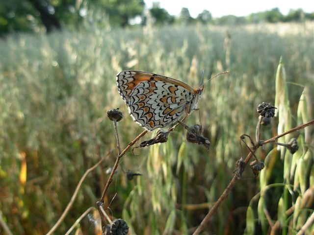 melitaea athalia ?